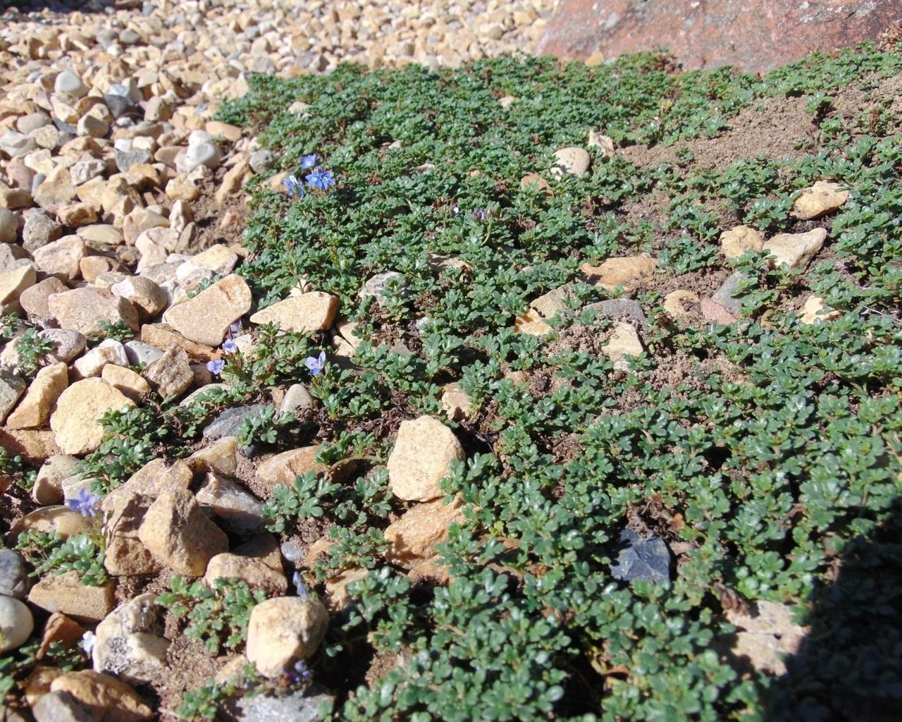Veronica oltensis