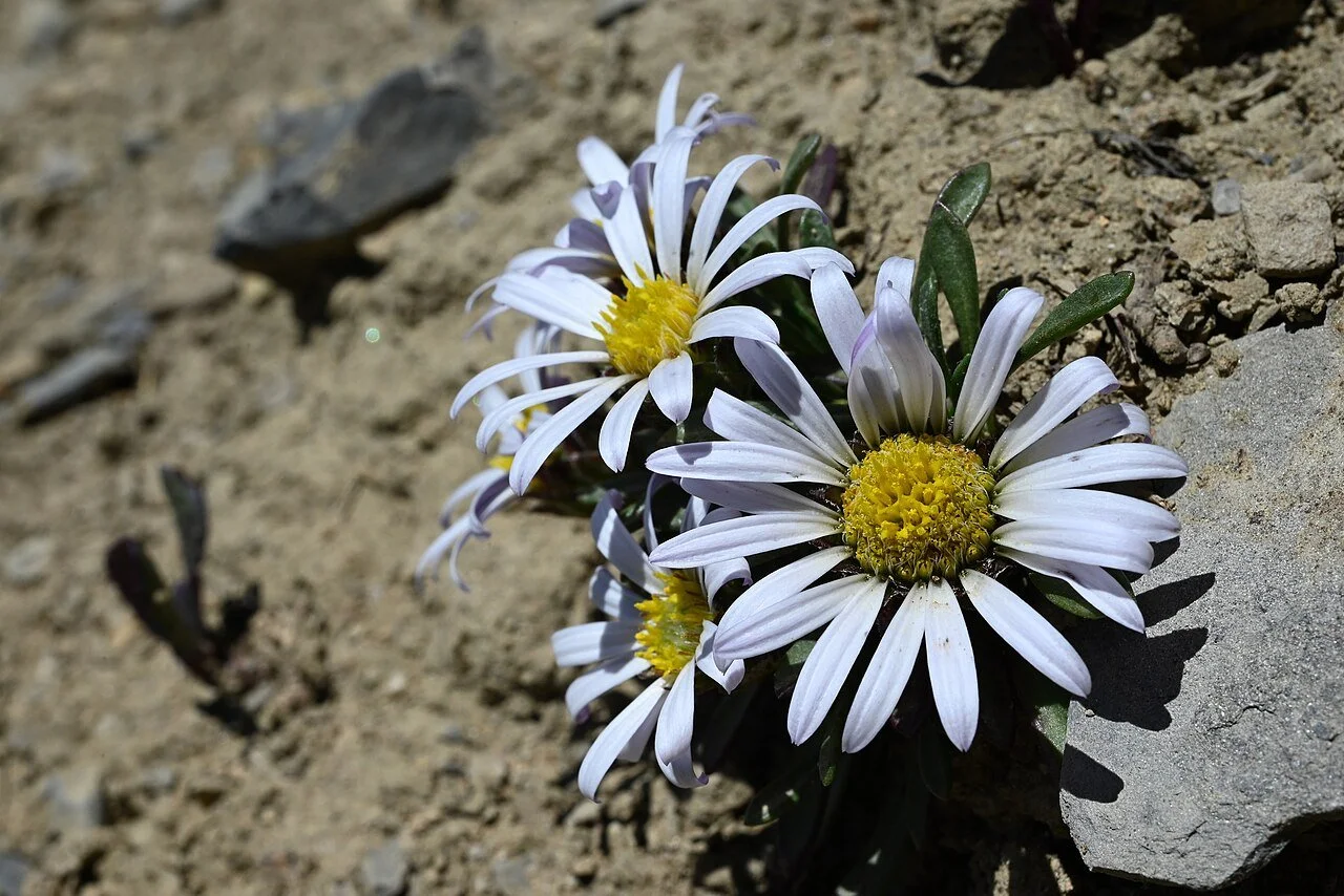Townsendia_rothrockii_-_Anders_Hastings_03.jpg