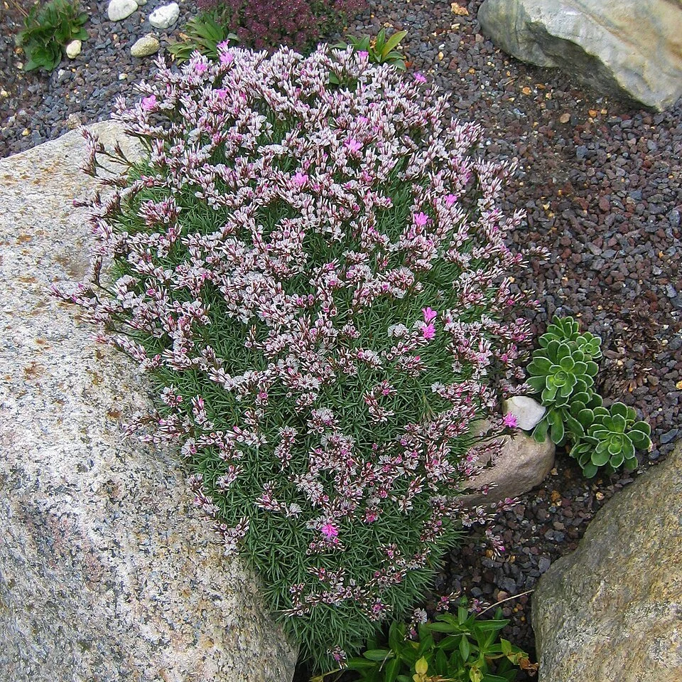 Acantholimon saxifragiforme