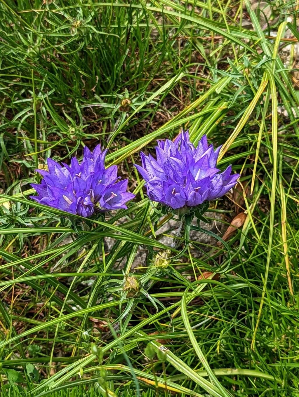 Edraianthus_dalmaticus.jpg