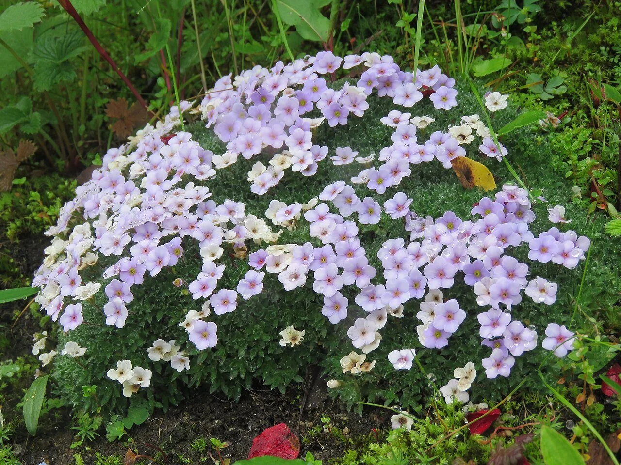 androsace globifera.jpg