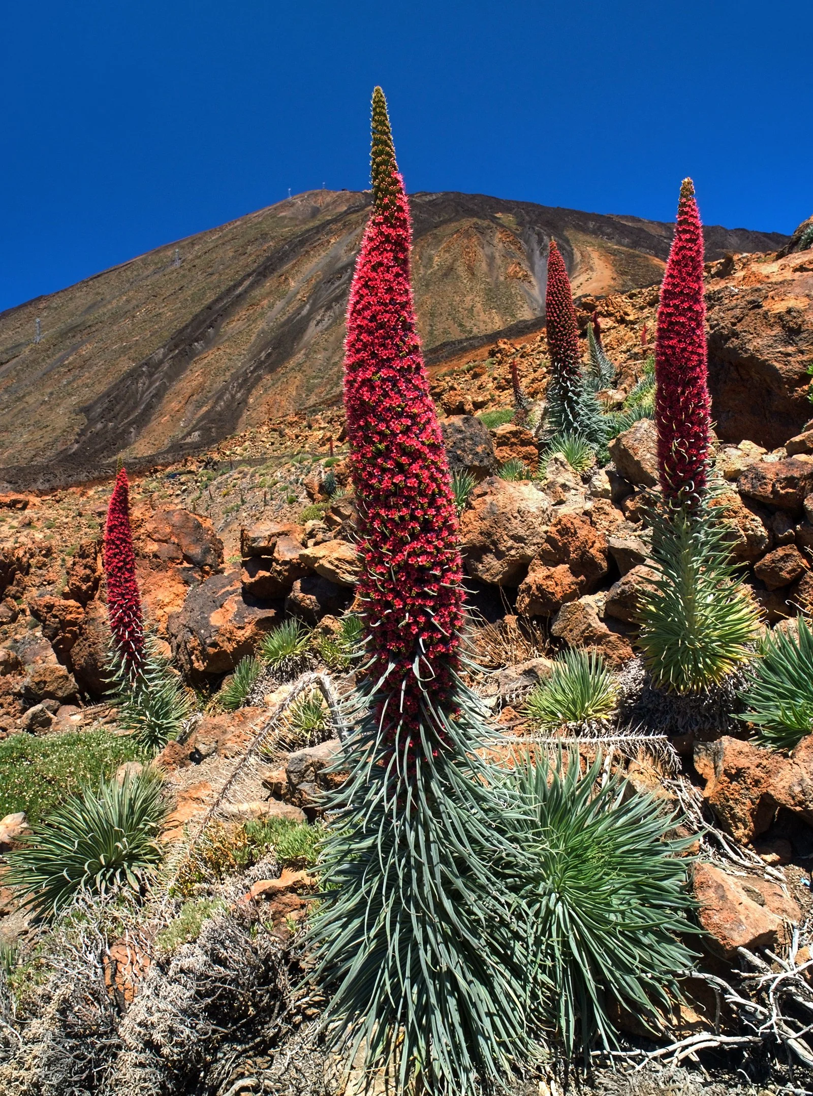 Echium_wildpretii_LC0204.jpg