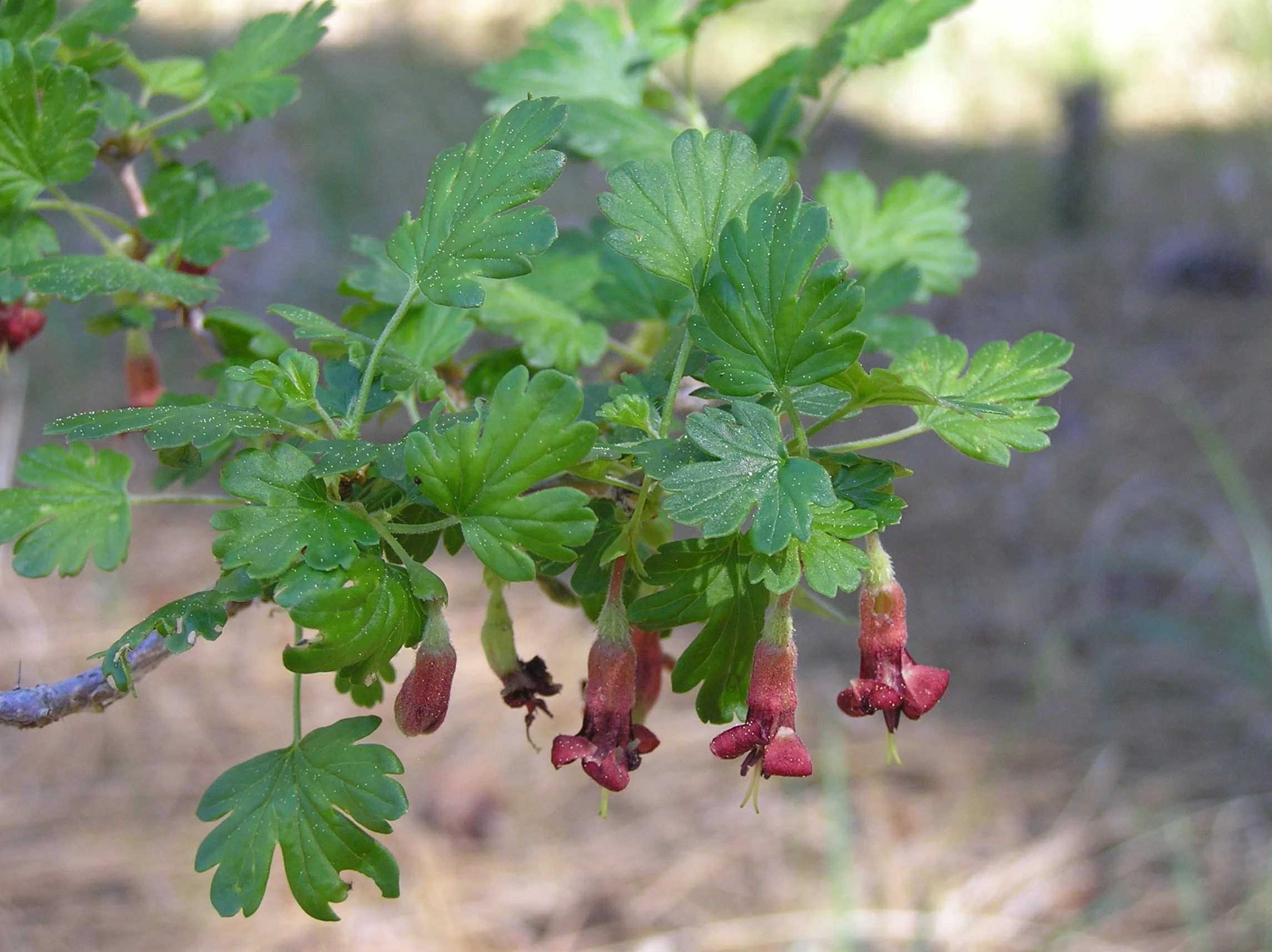Ribes_roezlii.jpg