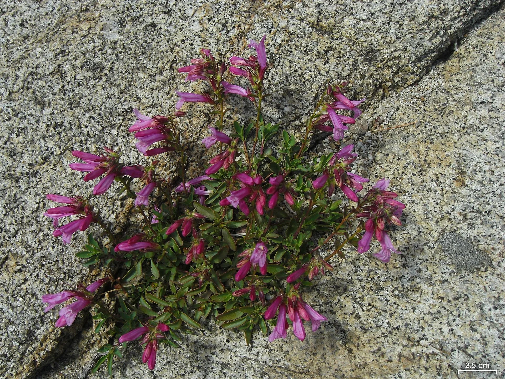 1920px-Penstemon_newberryi_-_Flickr_-_pellaea.jpg