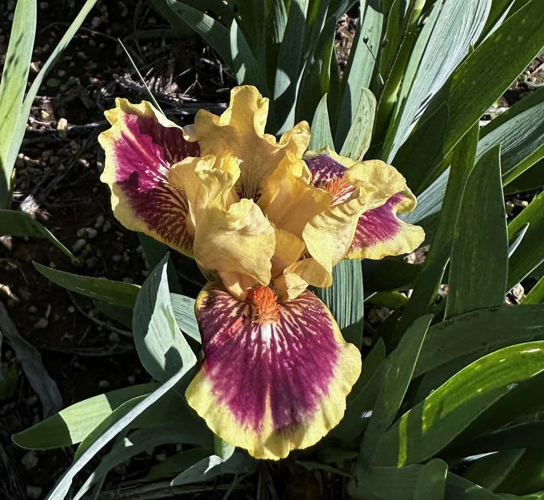 Iris 'Kathy Allen'