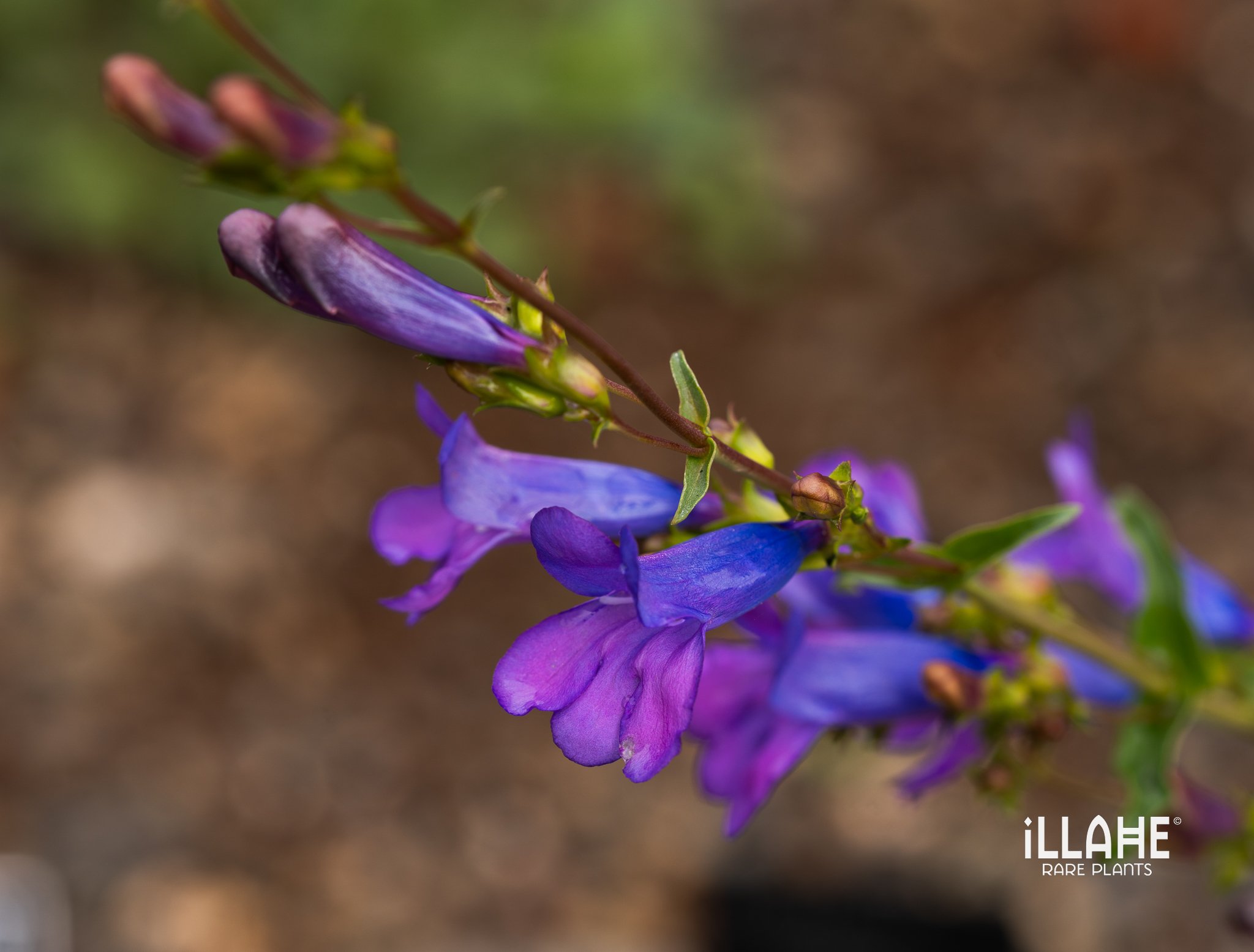penstemon azureus.jpg
