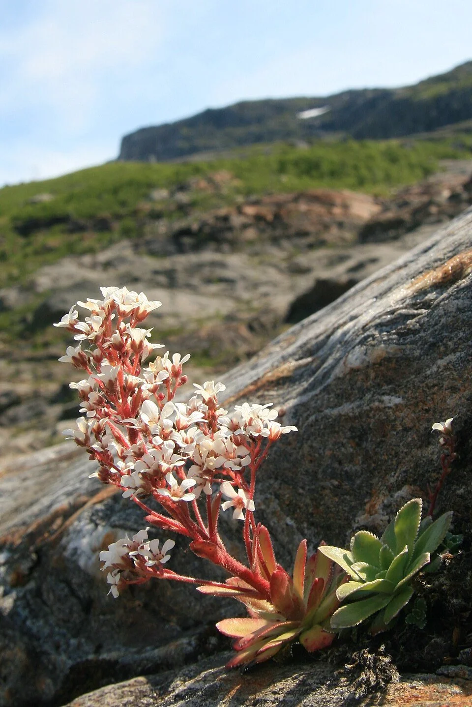Bergfrue,_Chondrosea_cotyledon.jpg