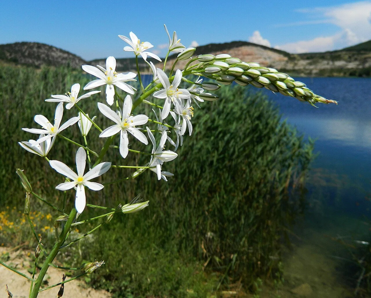 1280px-Птицемлечник_понтийский.jpg