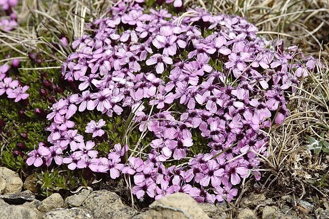 Moss_Campion.jpg