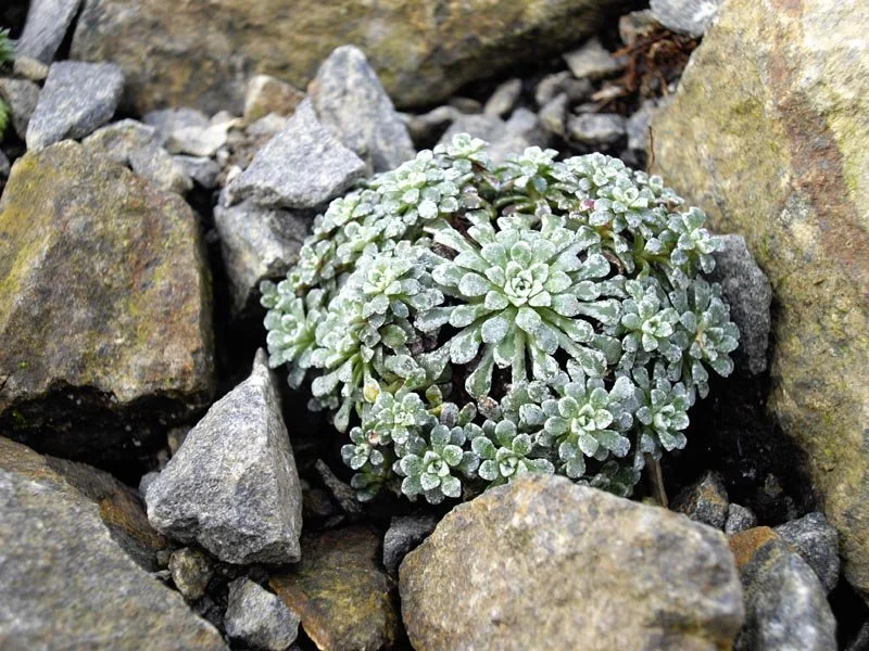 Saxifraga_cochlearis_'Minor'_1.jpg