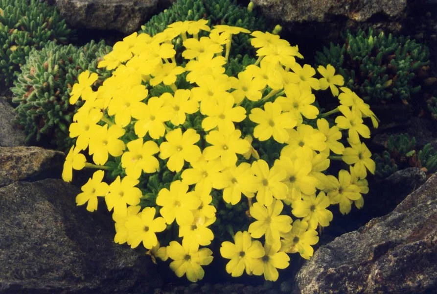 Dionysia_aretioides_2.jpg