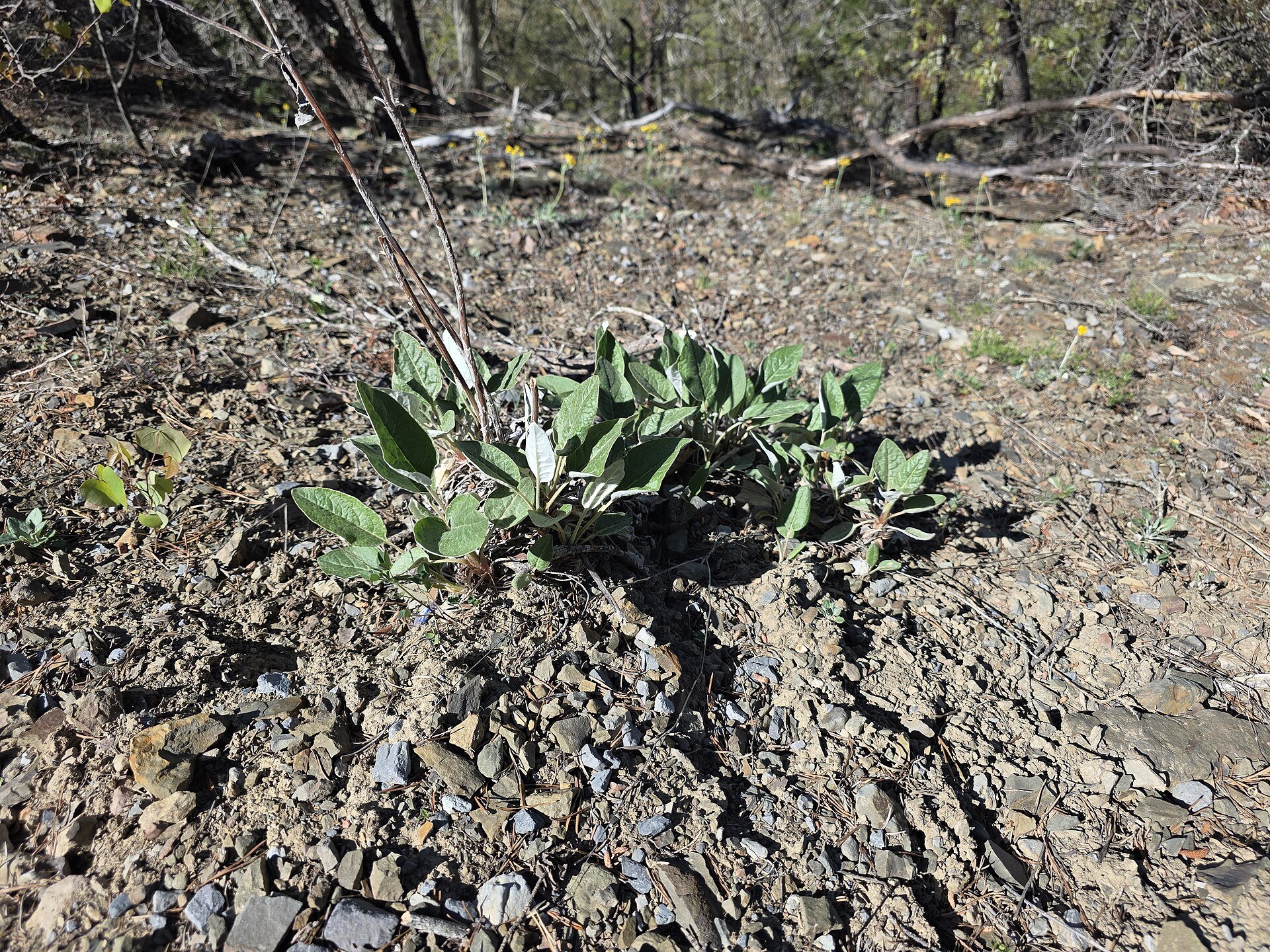 Eriogonum_allenii_in_habitat.jpg