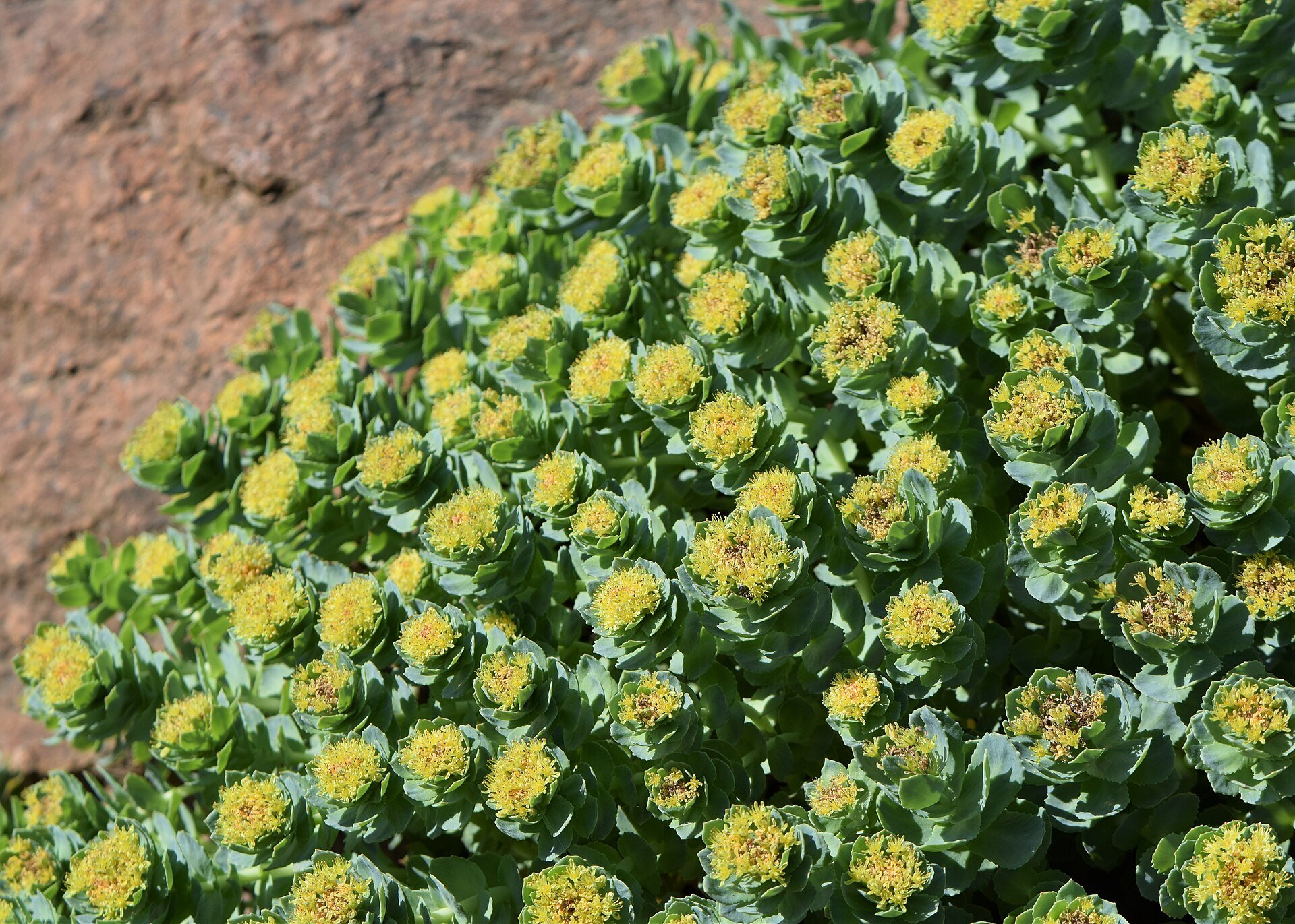 1920px-Rhodiola_rosea_kz02.jpg