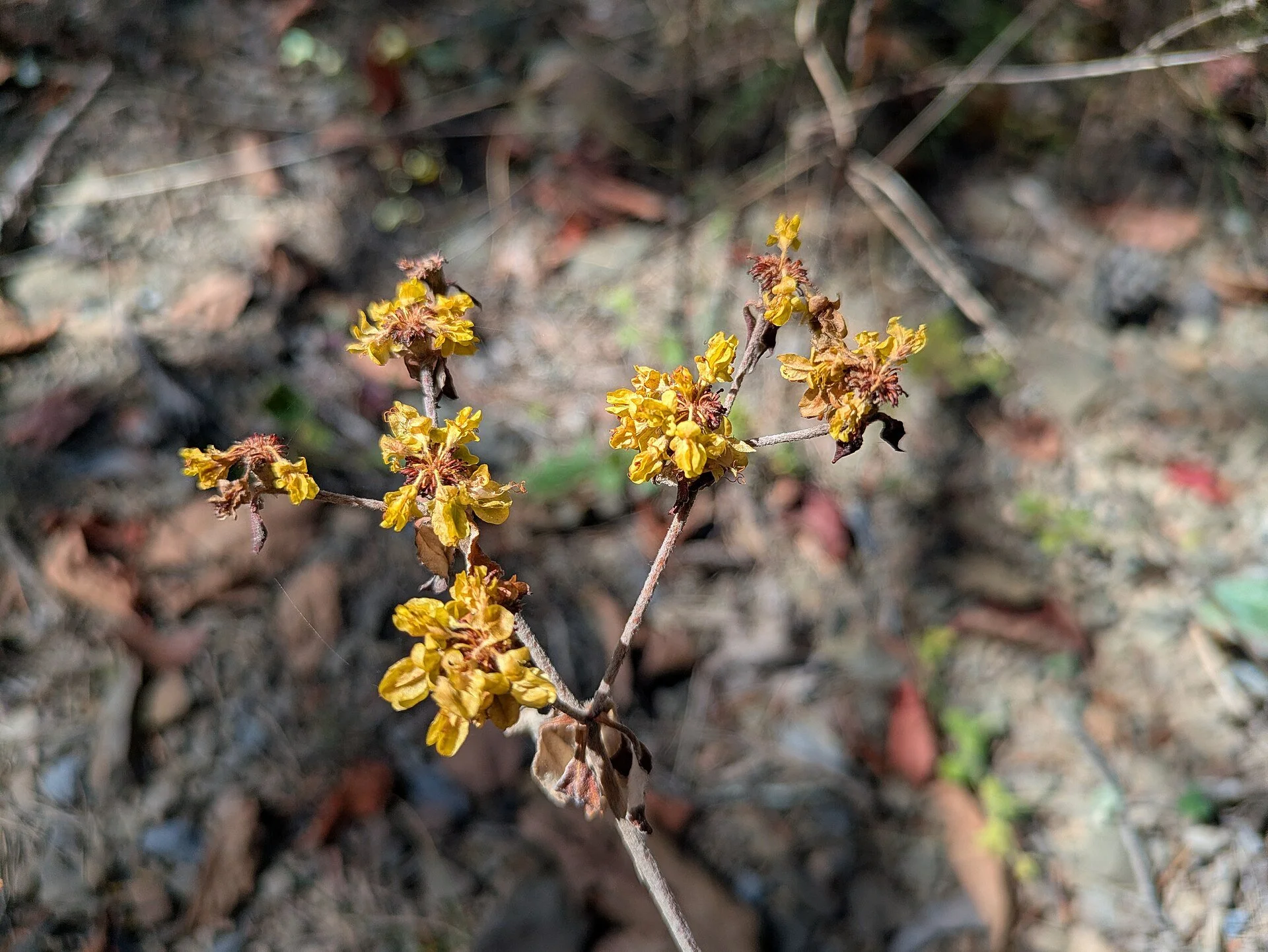 Eriogonum_allenii_flowers.jpg