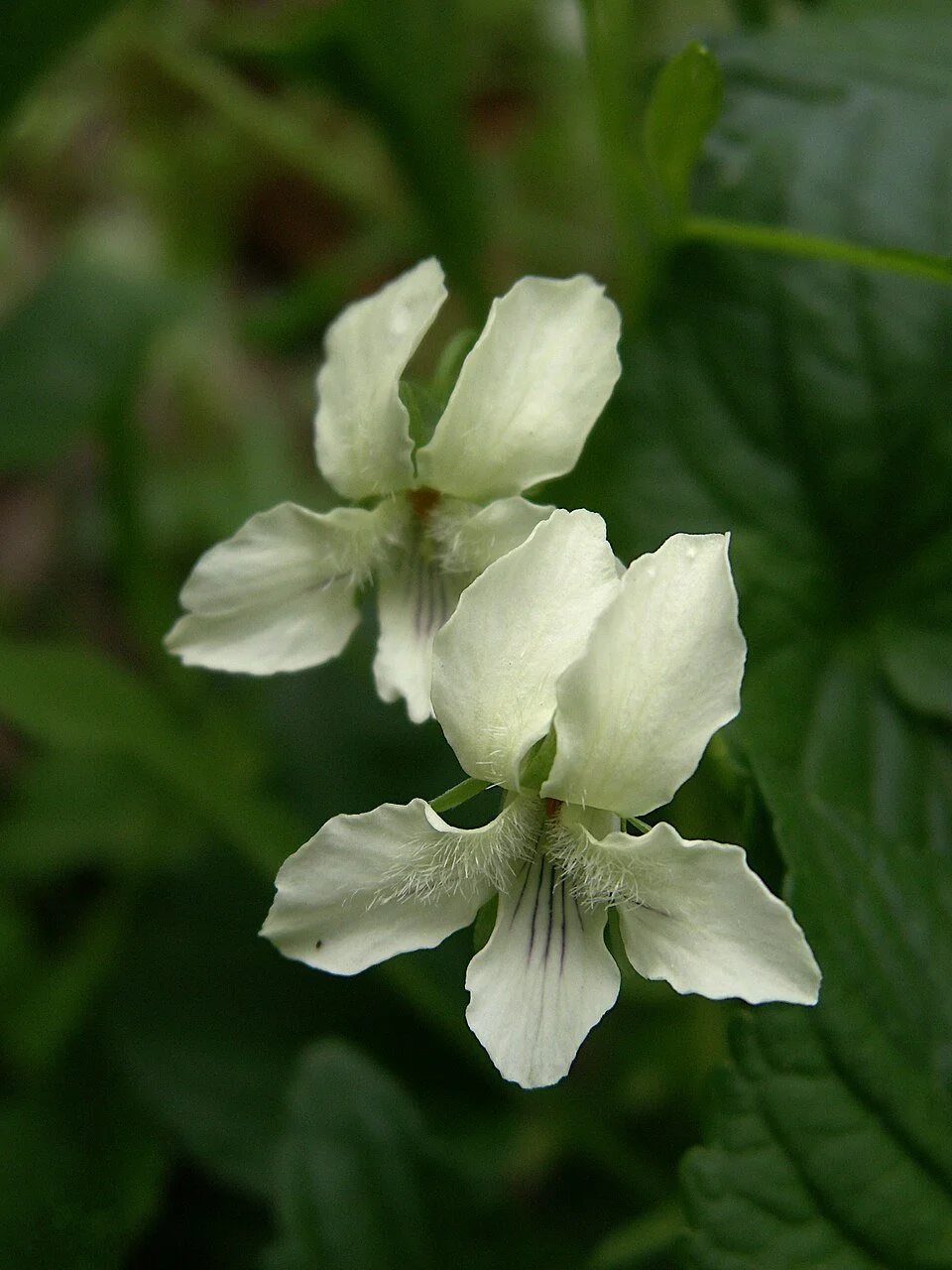 Viola_canadensis,_2024-04-29,_Trillium_Trail,_02.jpg