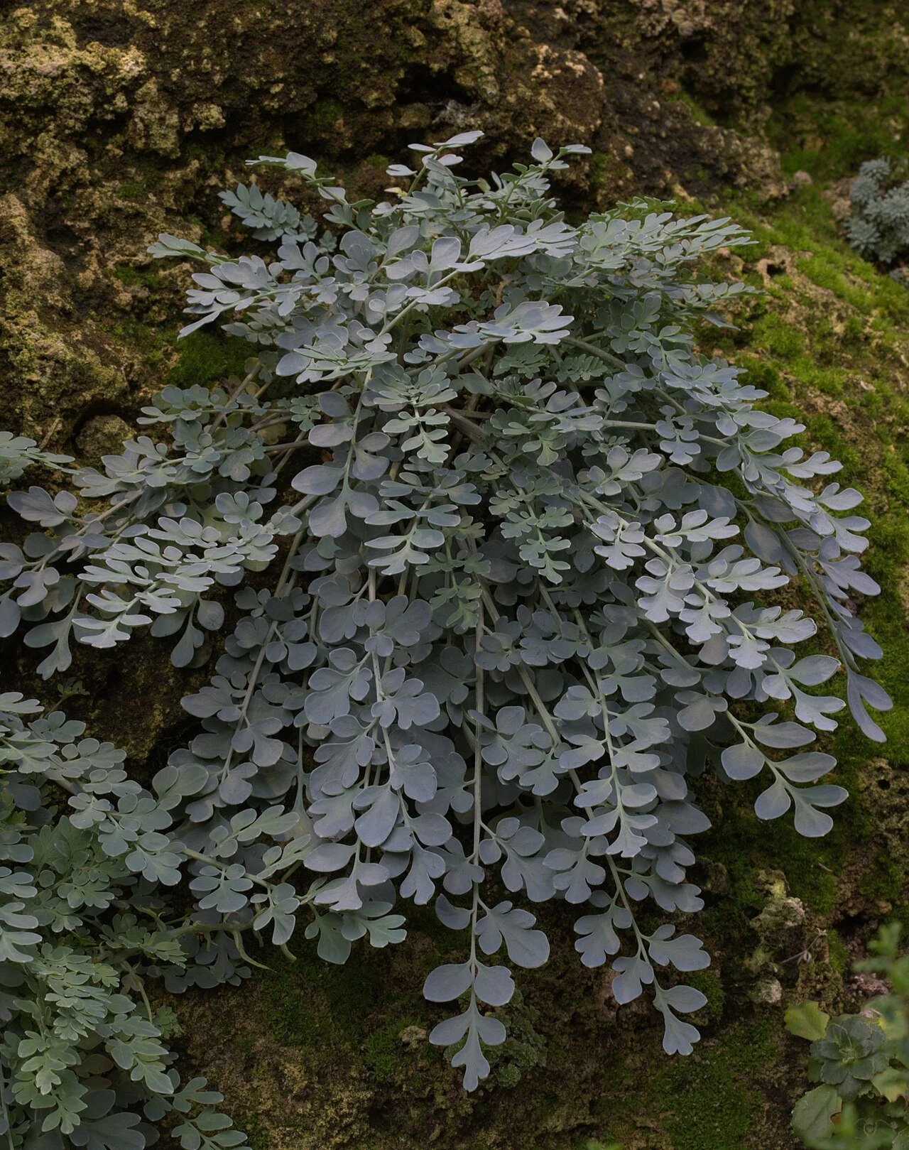 Corydalis_wilsonii_GotBot_2015_003.jpg