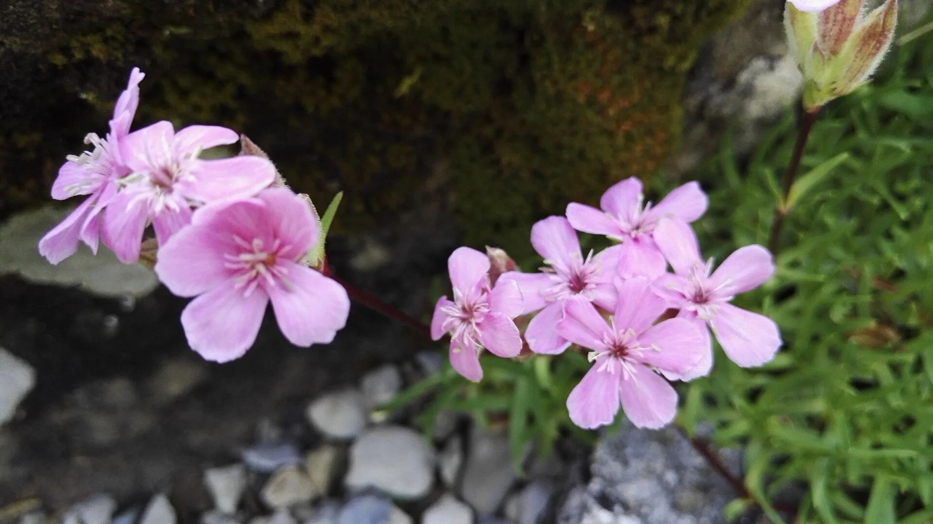 Saponaria_caespitosa_DC._(Caryophyllaceae)-2F.jpg