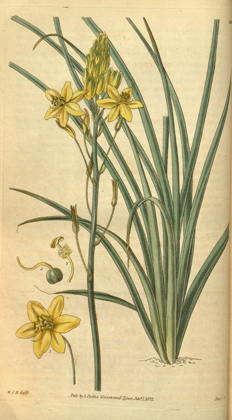 Bulbine_semibarbata_(as_Anthericum_semibarbatum)_-_Curtis'_59_(N.S._6)_pl._3129_(1832).jpg