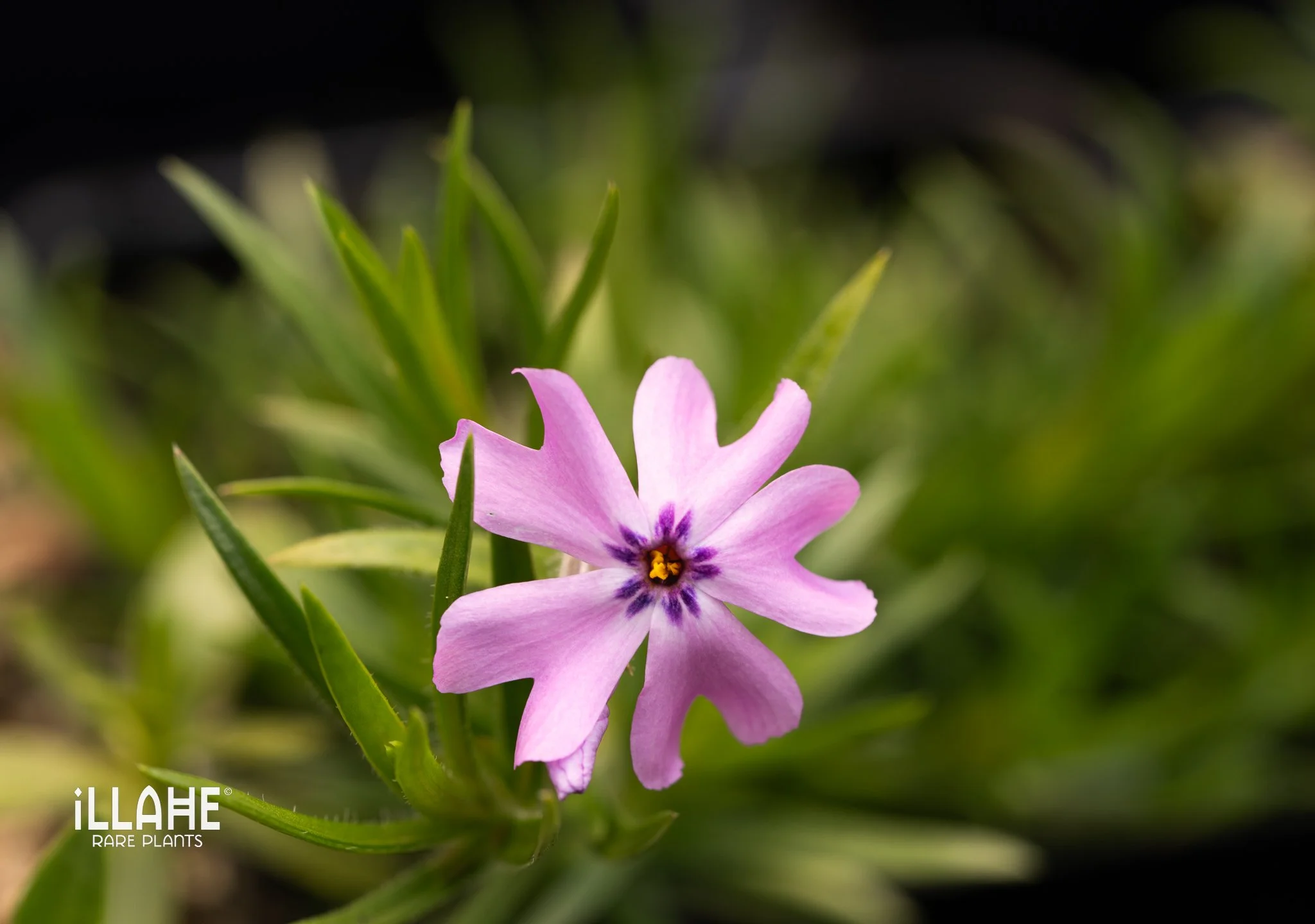 phlox ex dbg hybrid.jpg