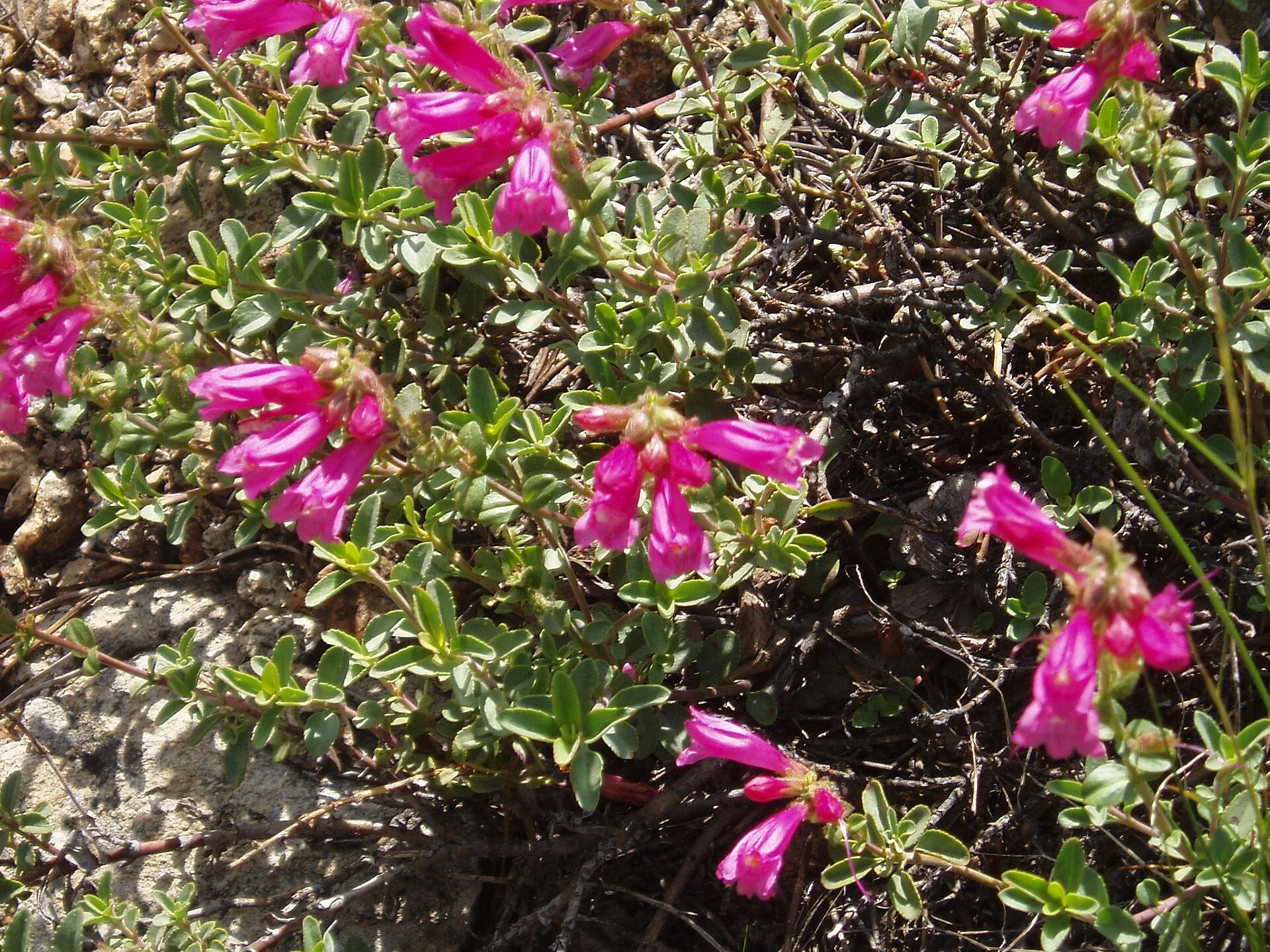 1920px-Penstemon_newberryi.jpg