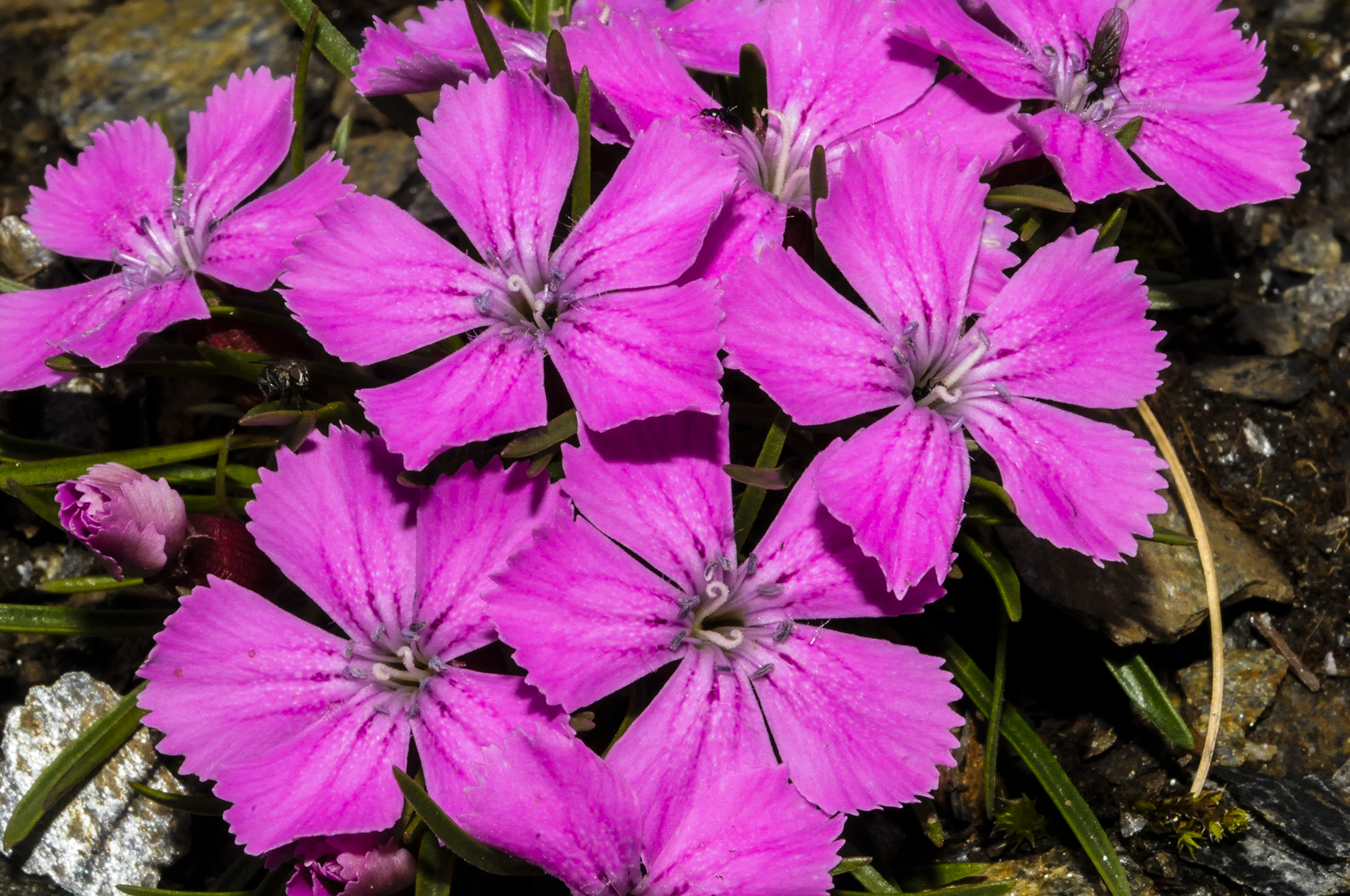 Dianthus.glacialis10.png