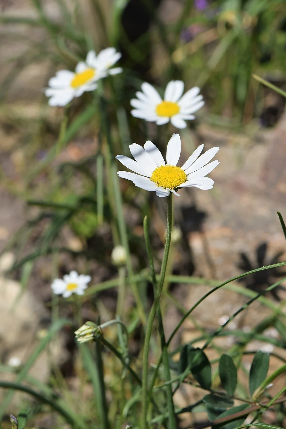 Anthemis_cretica_subsp._carpatica_kz01.jpg