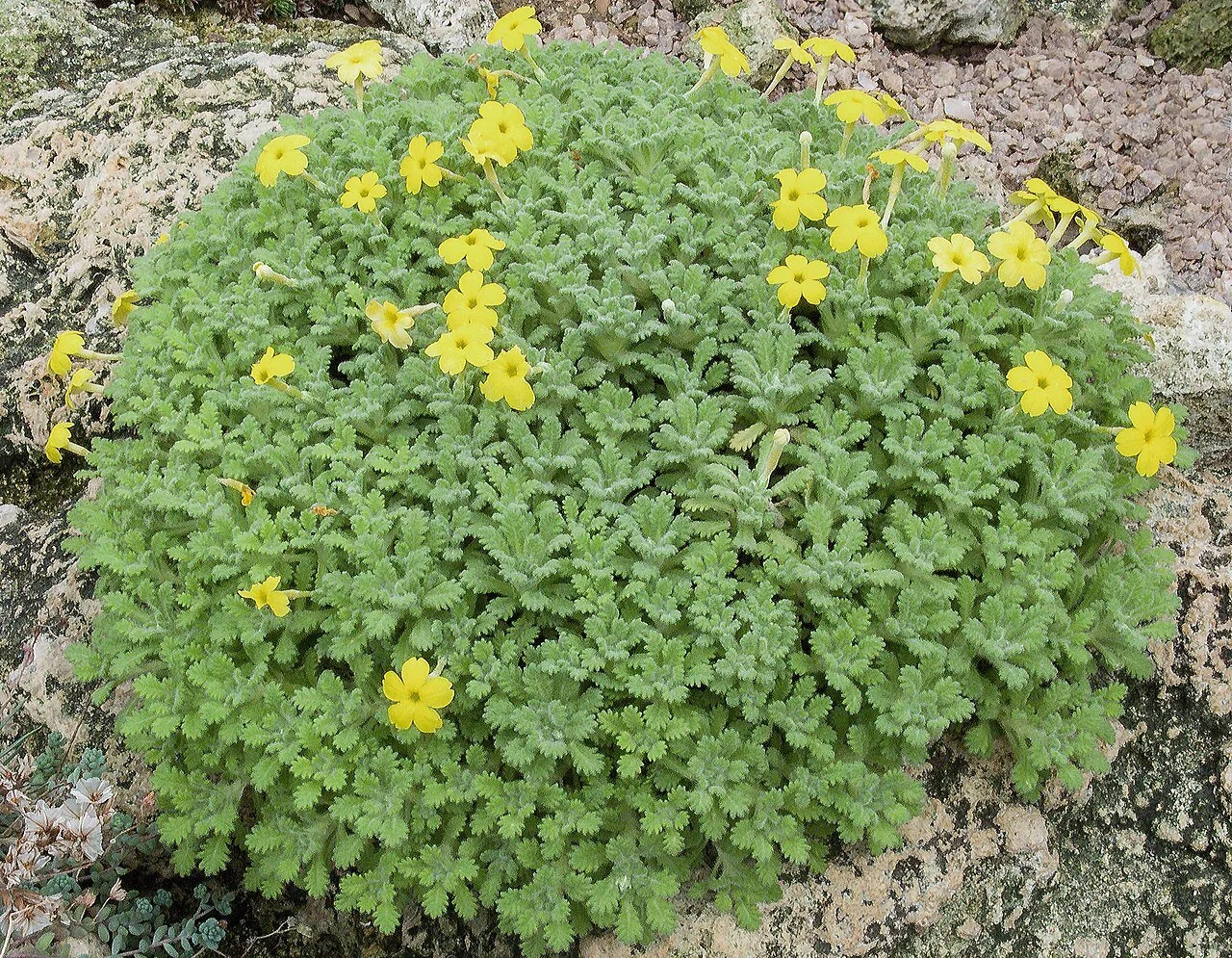Dionysia_aretioides_150915.jpg