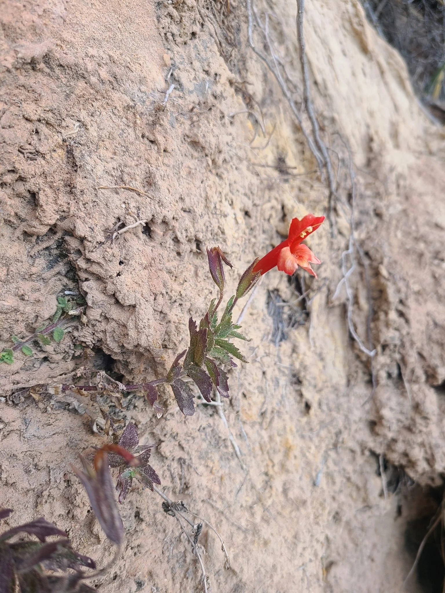 Erythranthe_eastwoodiae_-_Michael_Stites_01.jpg