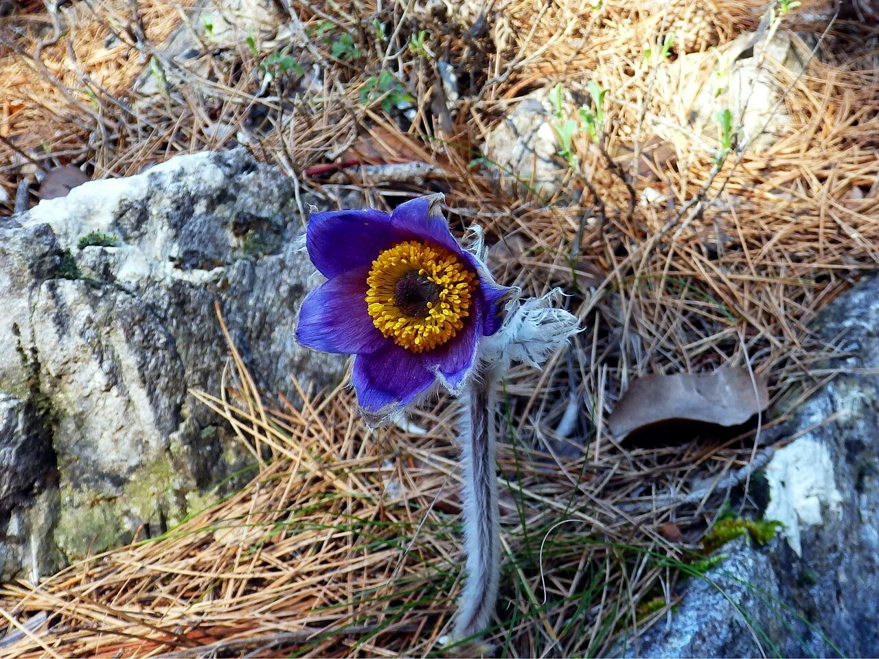 Pulsatilla halleri var. taurica