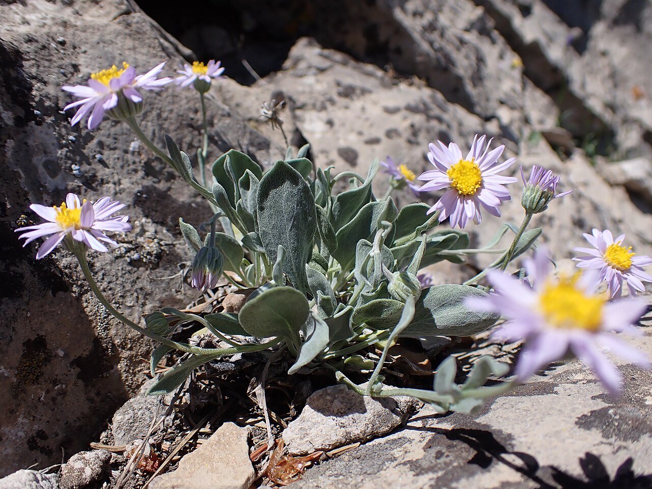 Erigeron aff tweedyi