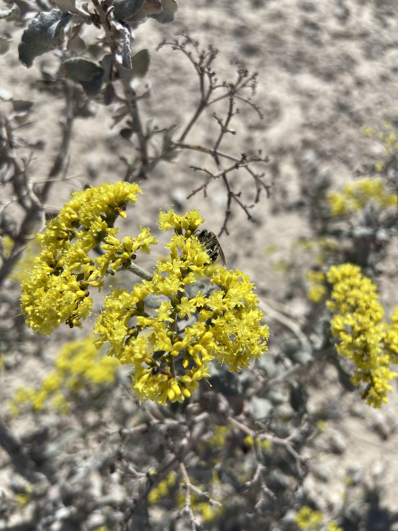 Eriogonum corymbosum