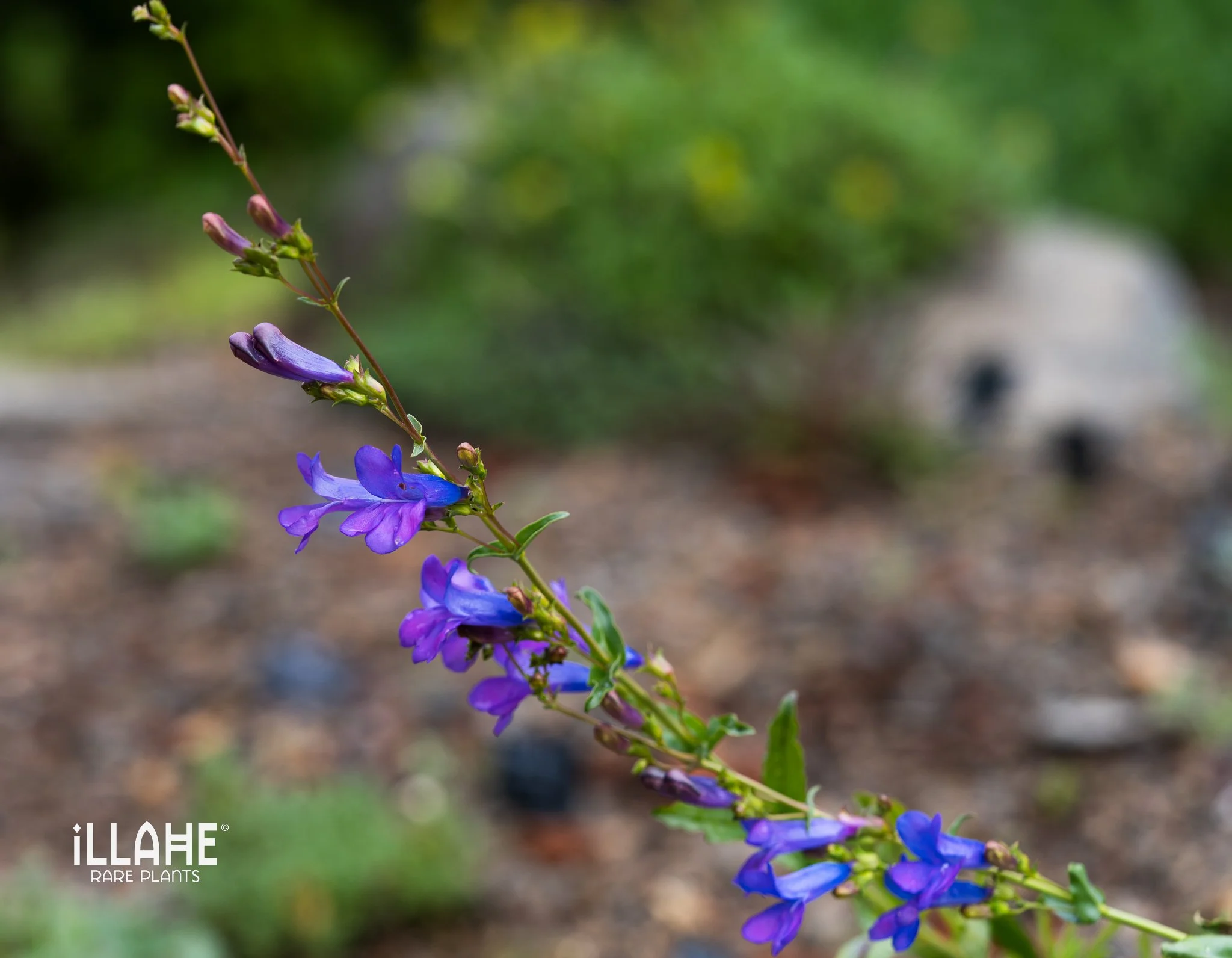 penstemon azureus-1.jpg