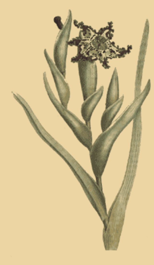 ferraria.png
