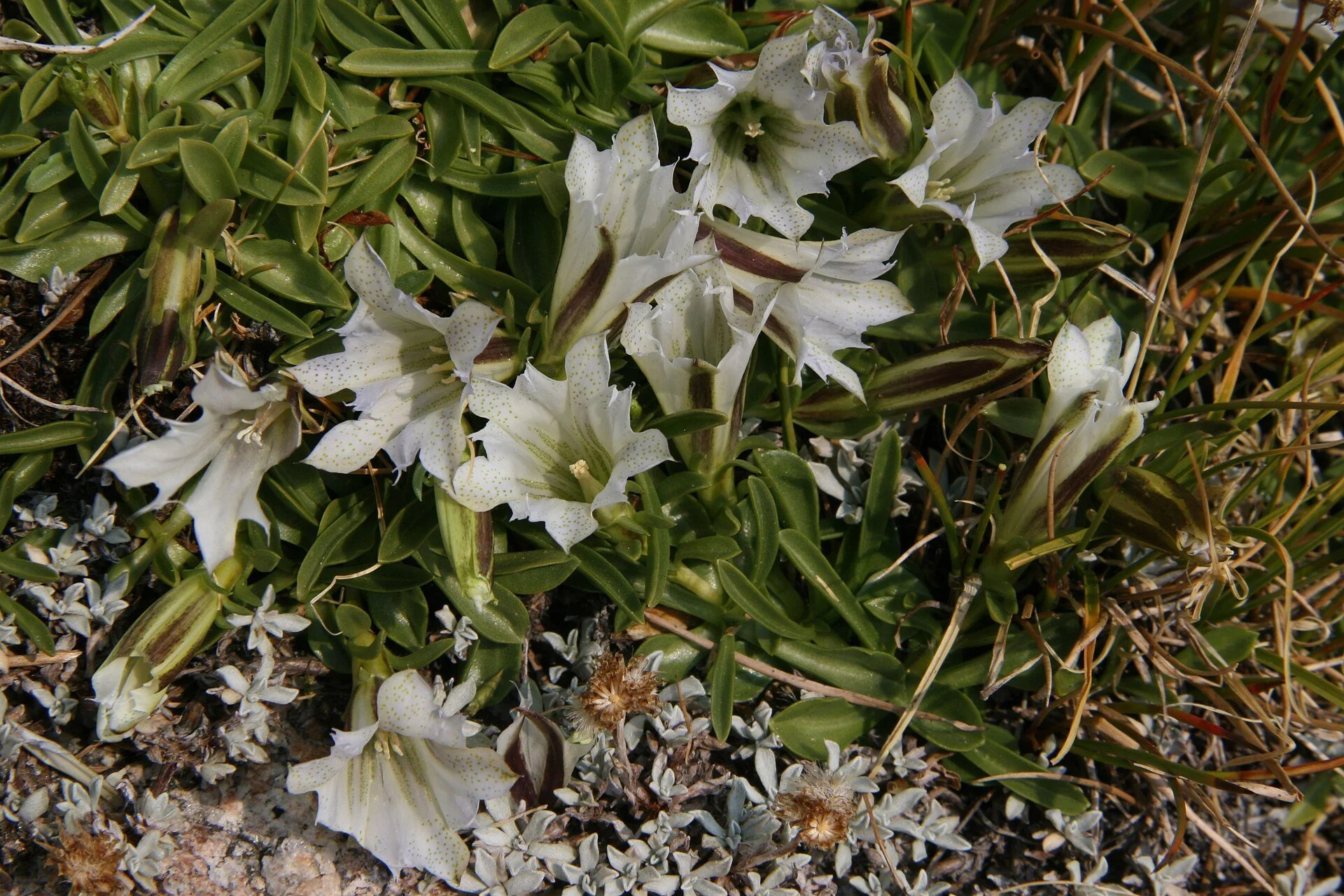 Gentiana newberryi