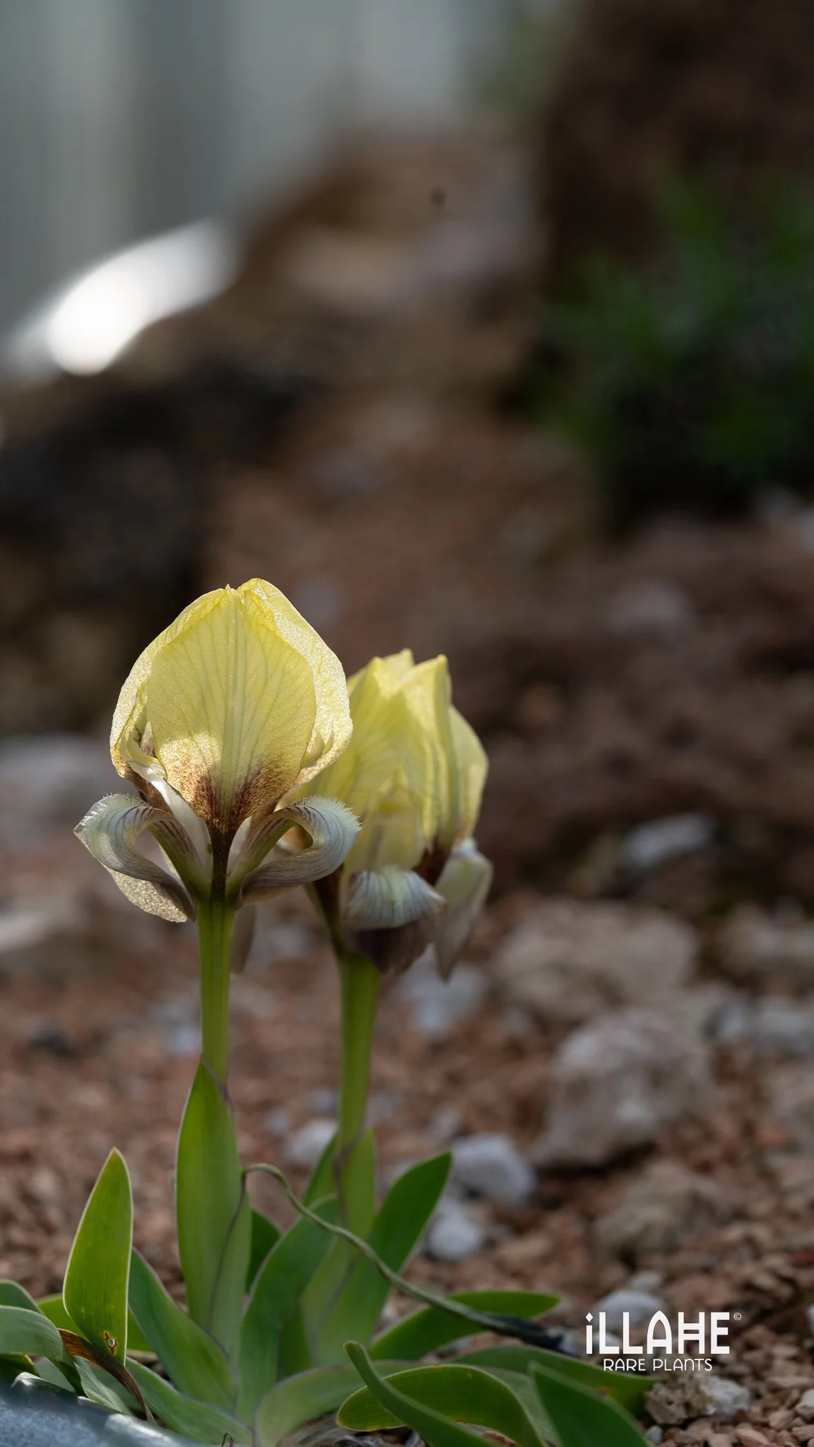 Iris sauveolens.jpg
