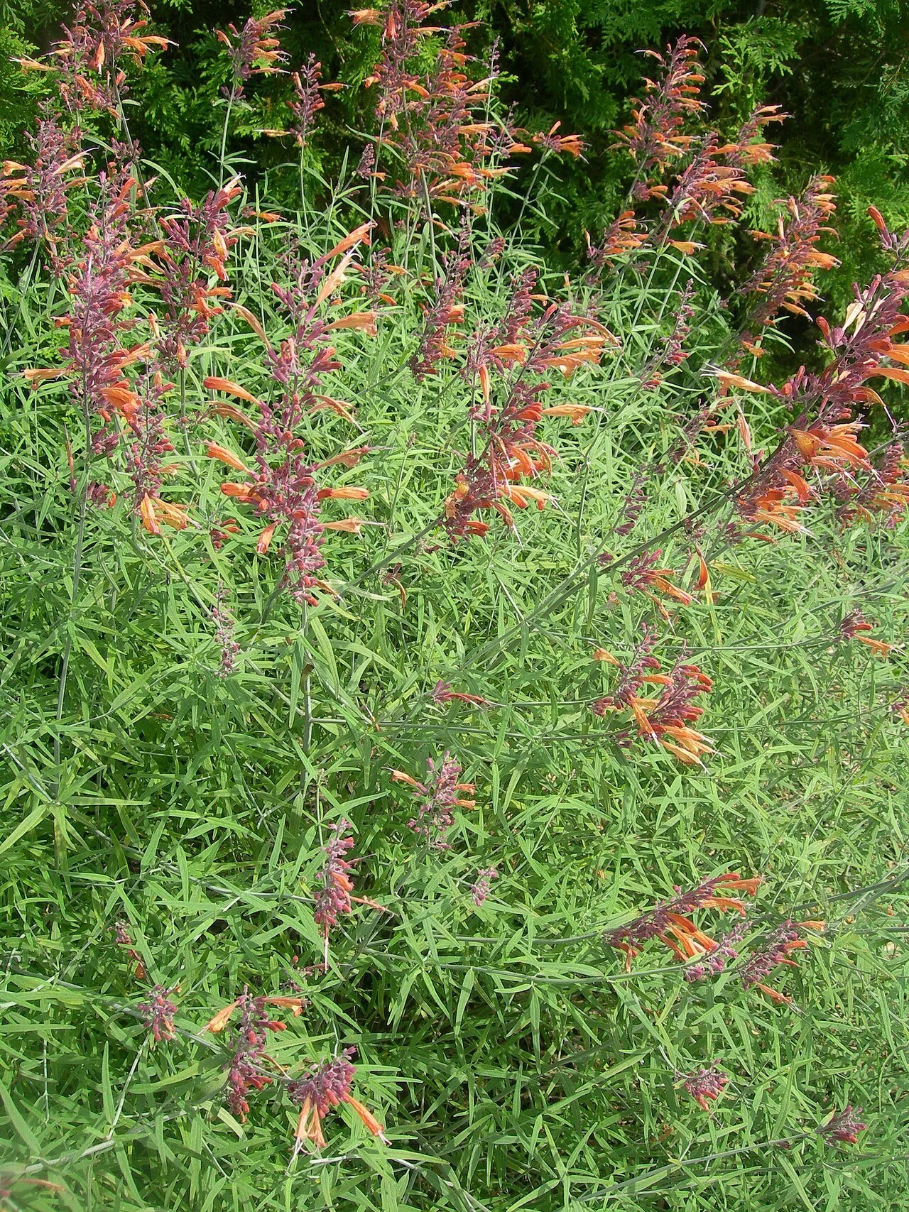 Agastache_rupestre.jpg