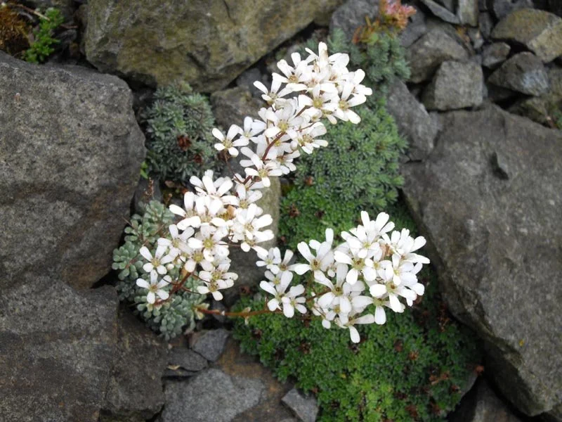 Saxifraga_cochlearis_'Probynii'_2.jpg