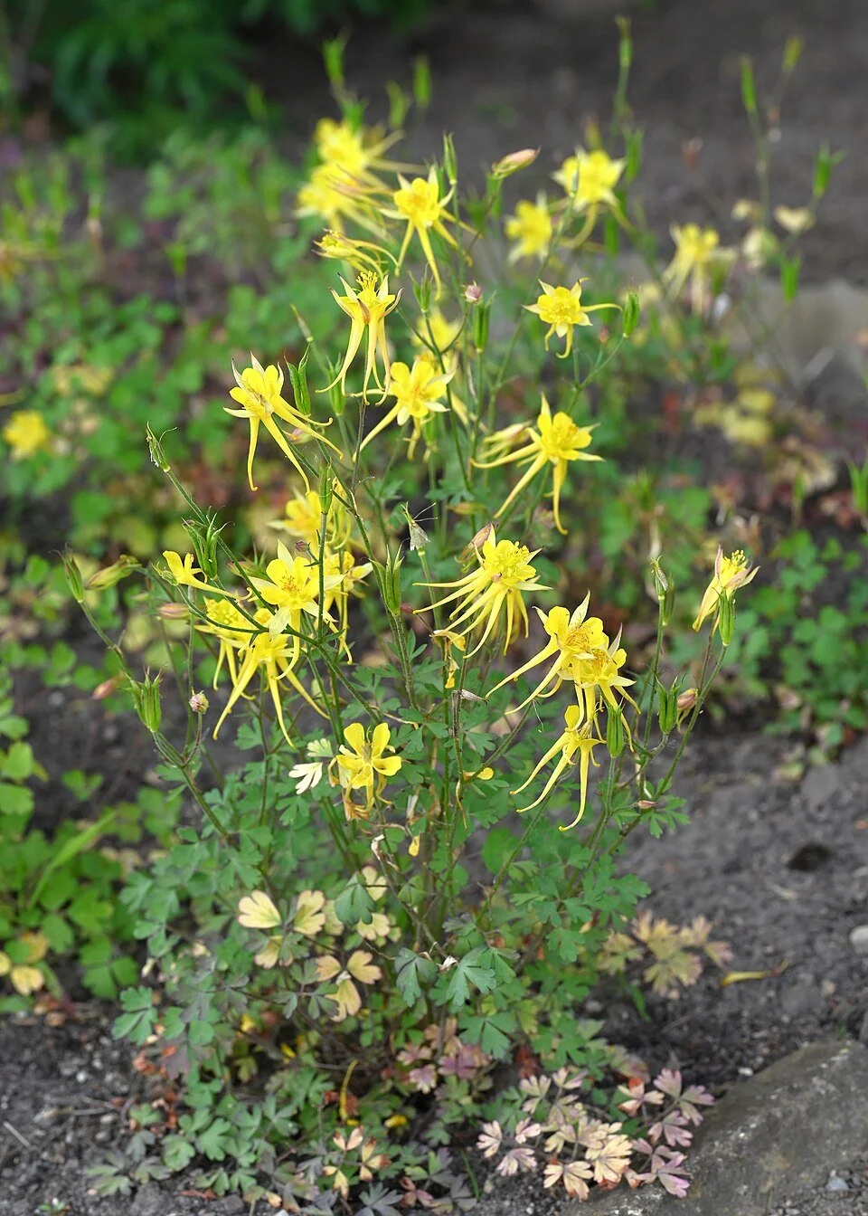 Aquilegia chrysantha
