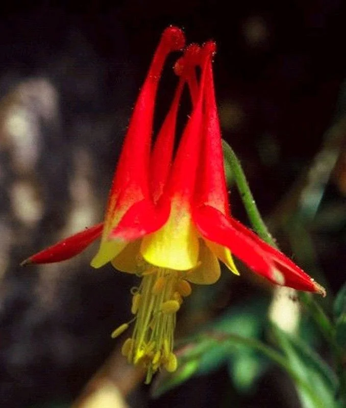 Aquilegia_grahamii_SherelGoodrich_lg.jpg