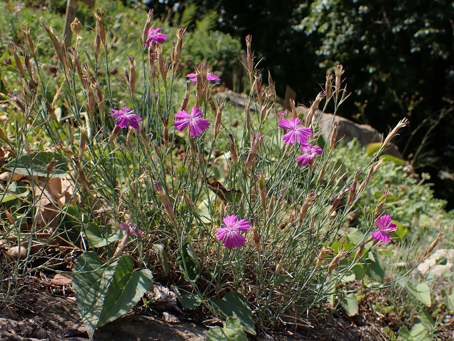 1920px-Dianthus_nardiformis_kz01.jpg
