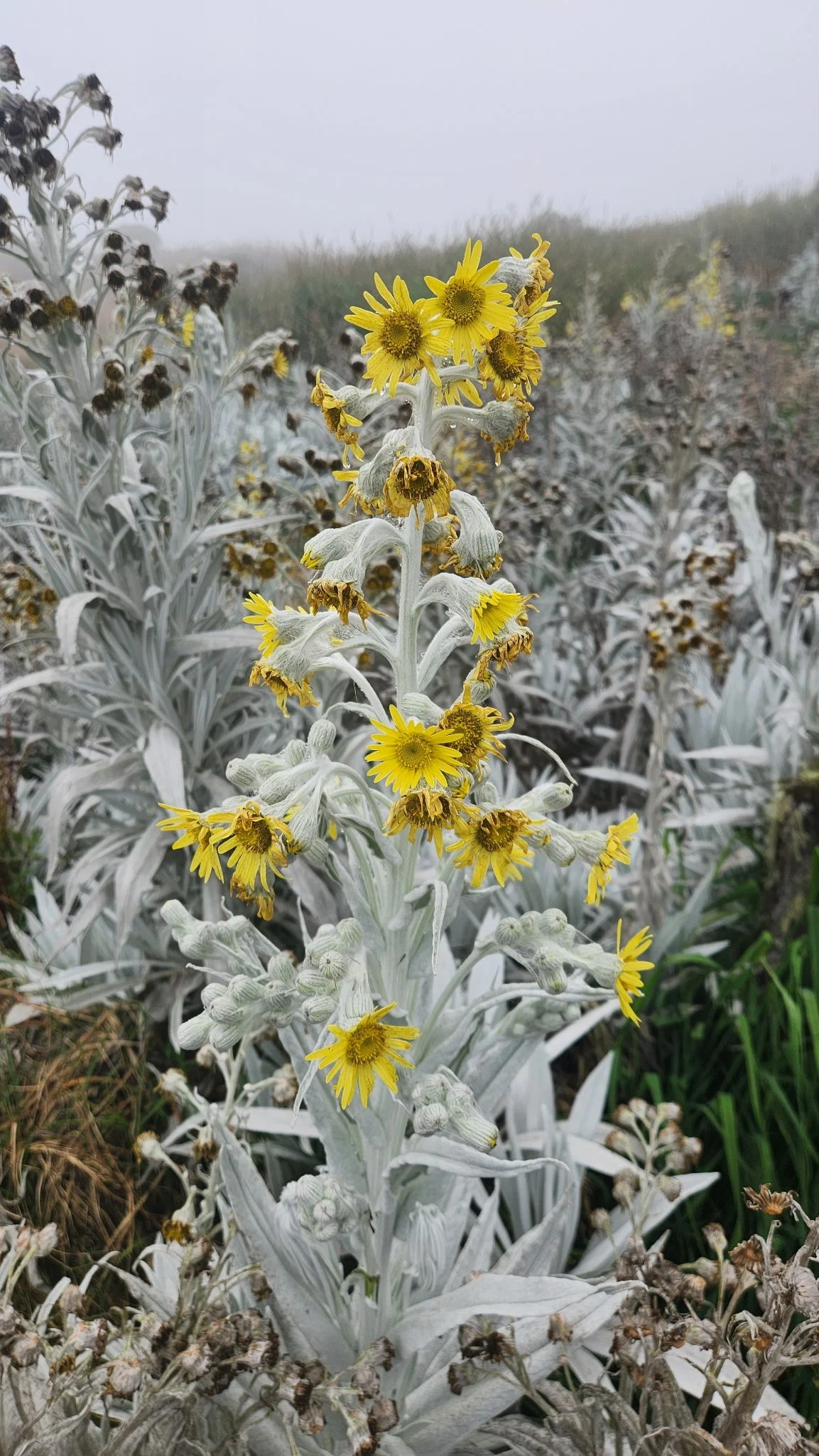 Senecio niveoarueus