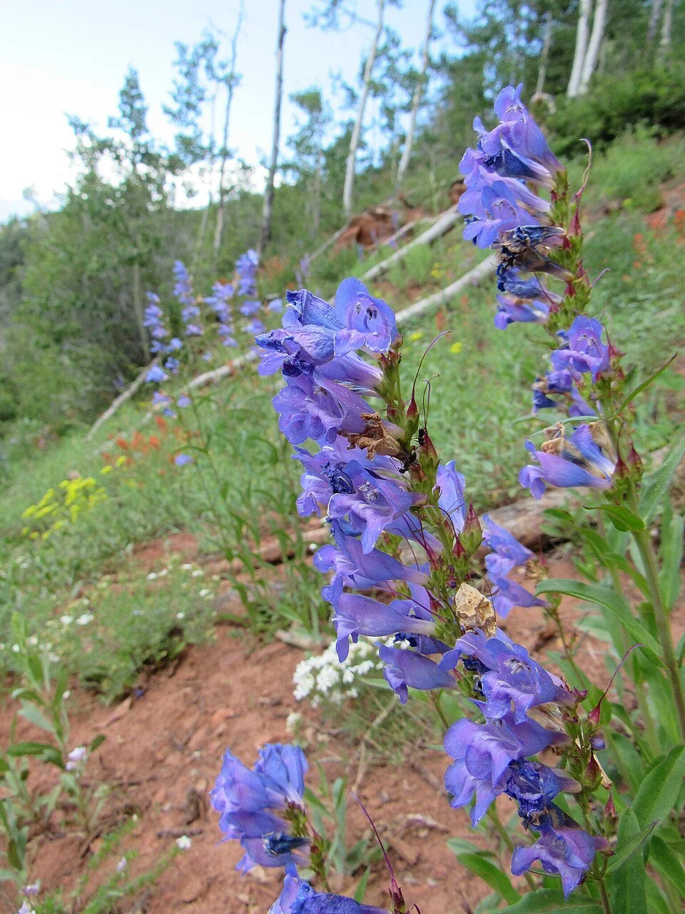 960px-Penstemon_strictus_-_Anders_Hastings_01.jpg