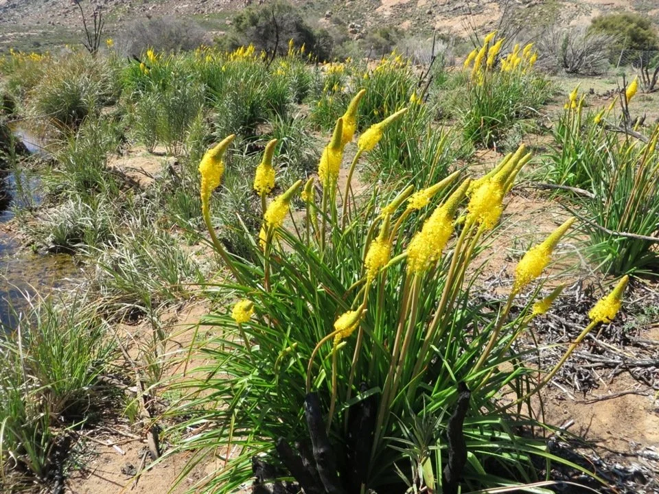 Bulbinella_nutans_24867686 (1).jpg