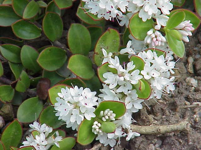 Hebe_decumbens0.jpg