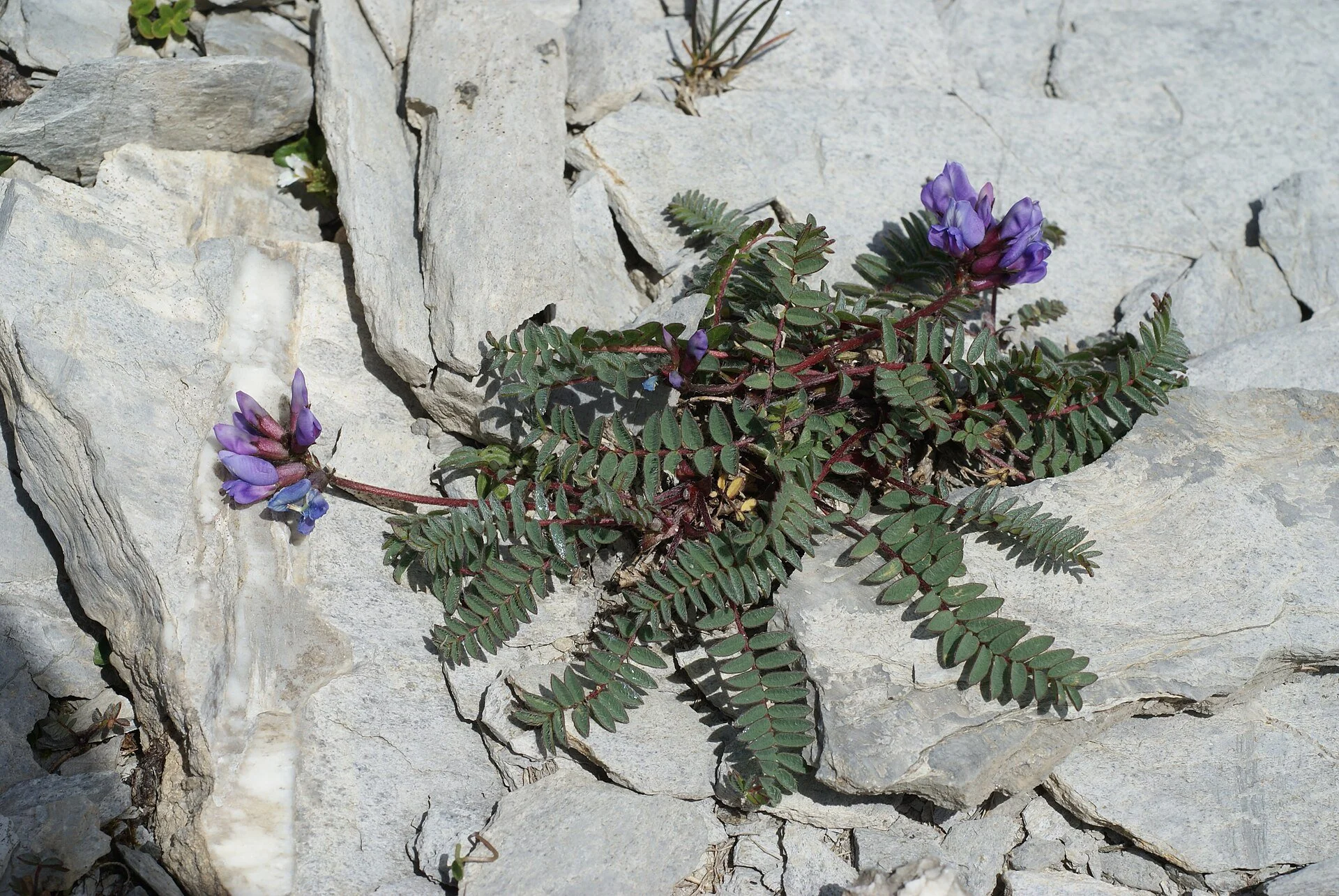 Oxytropis_jacquinii_(Berg-Spitzkiel).JPG