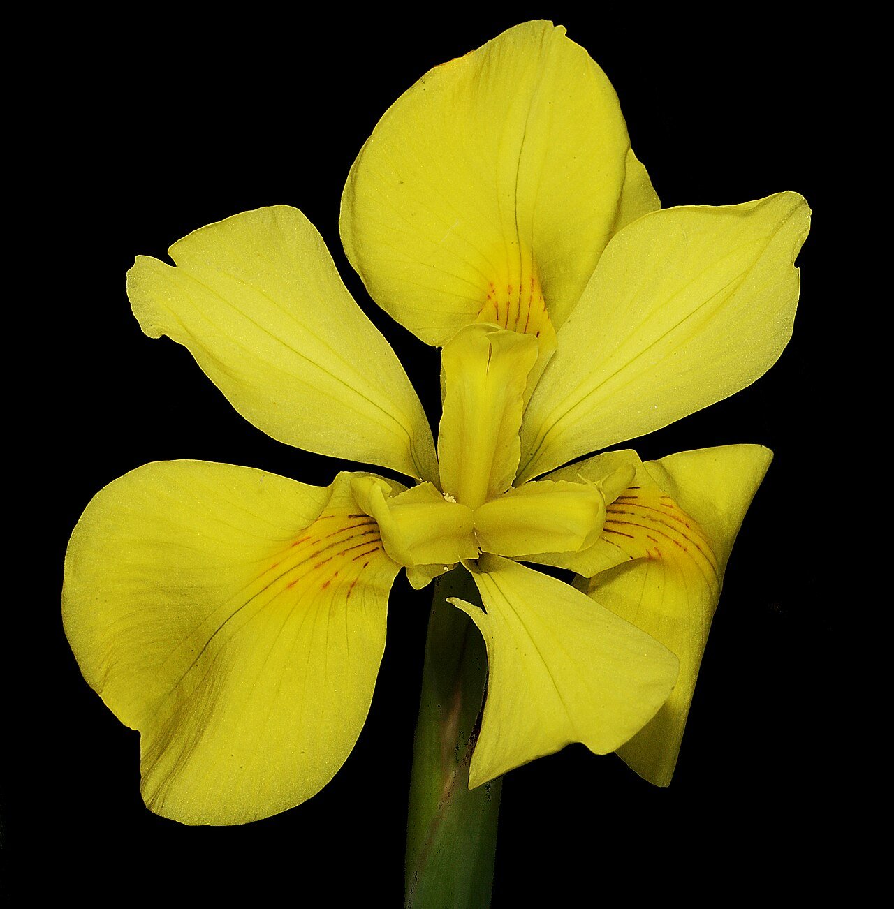 1280px-Moraea_spathulata_1DS-II_4-5033.jpg