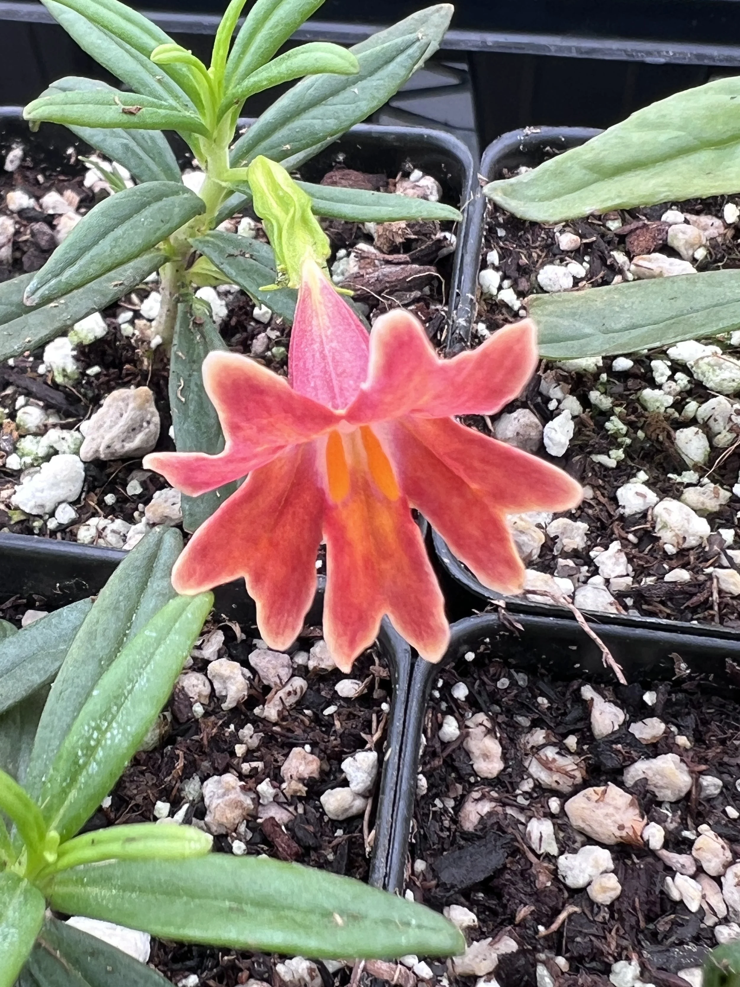 Diplacus 'Firewalker'