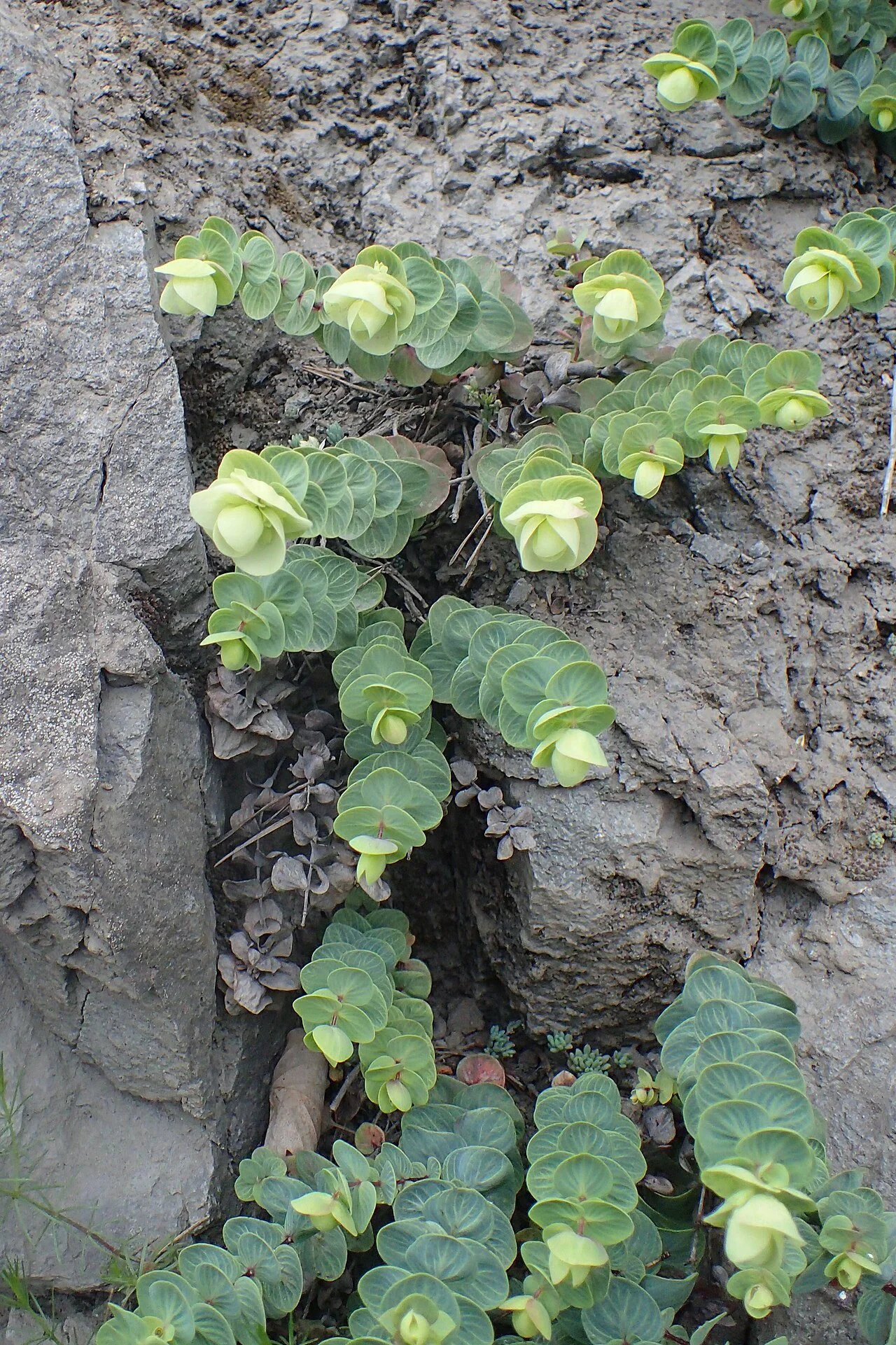 Origanum rotundifolium