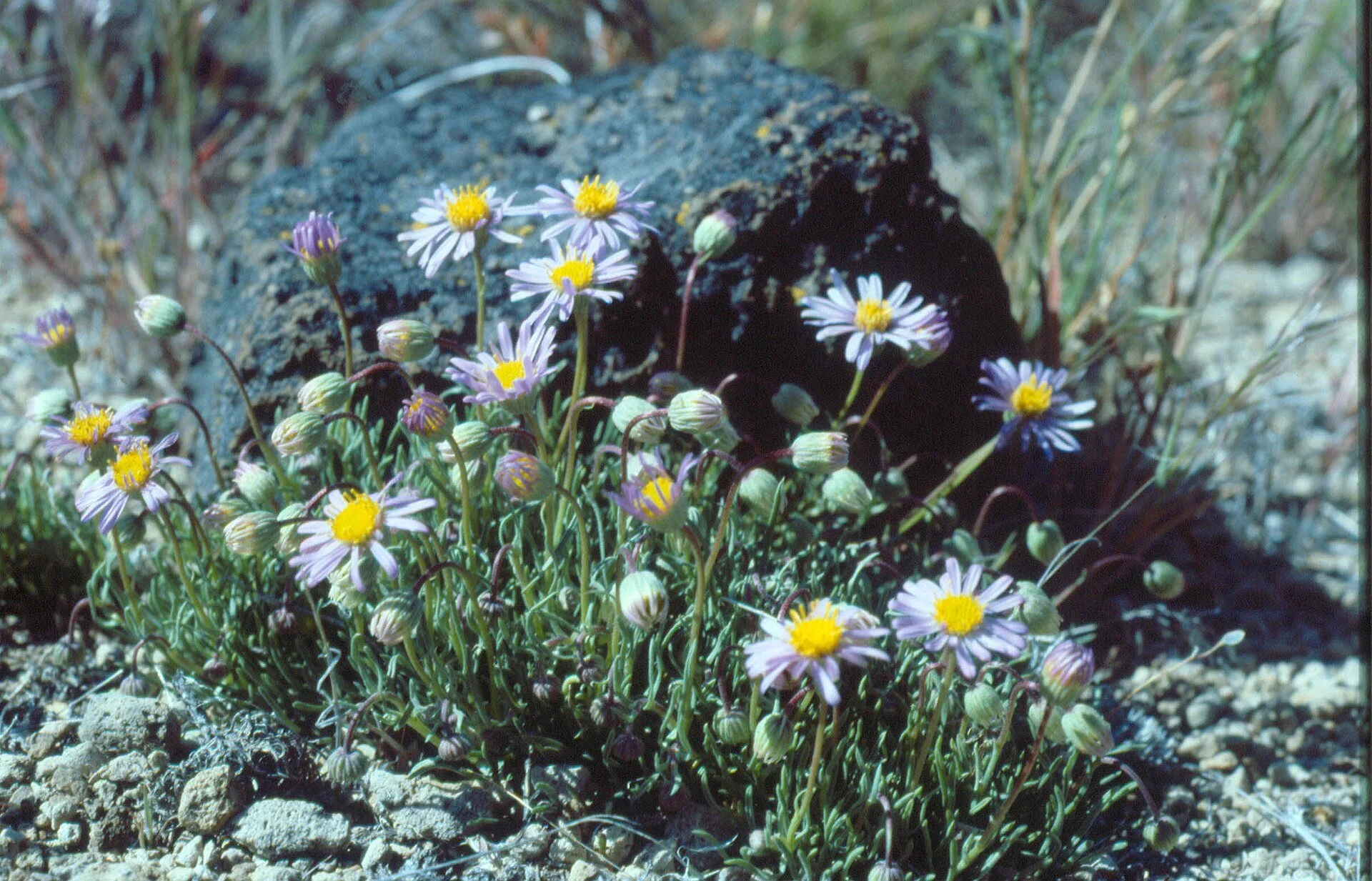 Erigeron elegantulus