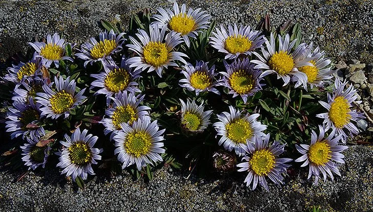 townsendia_rothrockii.jpg